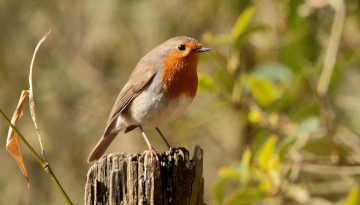 Les oiseaux du cimetière de Saint-Éloi